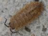 Porcellio scaber